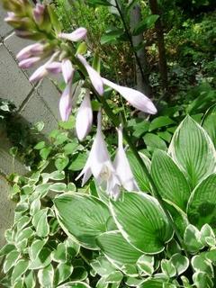 ギボウシの花.jpg
